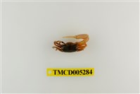 藏品(乳白南方招潮蟹)的圖片